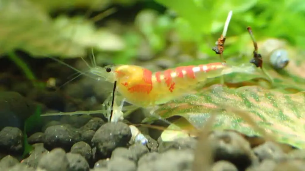 Shrimp have a short digestive track as illustrated by the white line inside the shrimp 