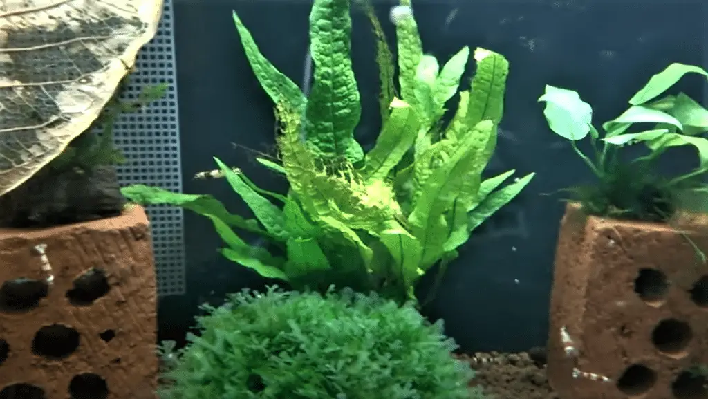 Java Fern