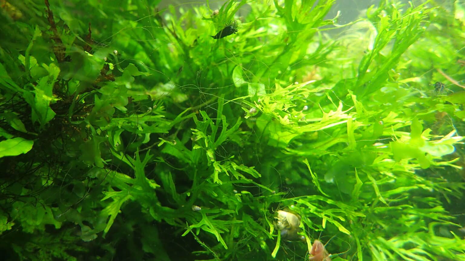 How do you grow Java Fern? – Aquarium Shrimp Keeping