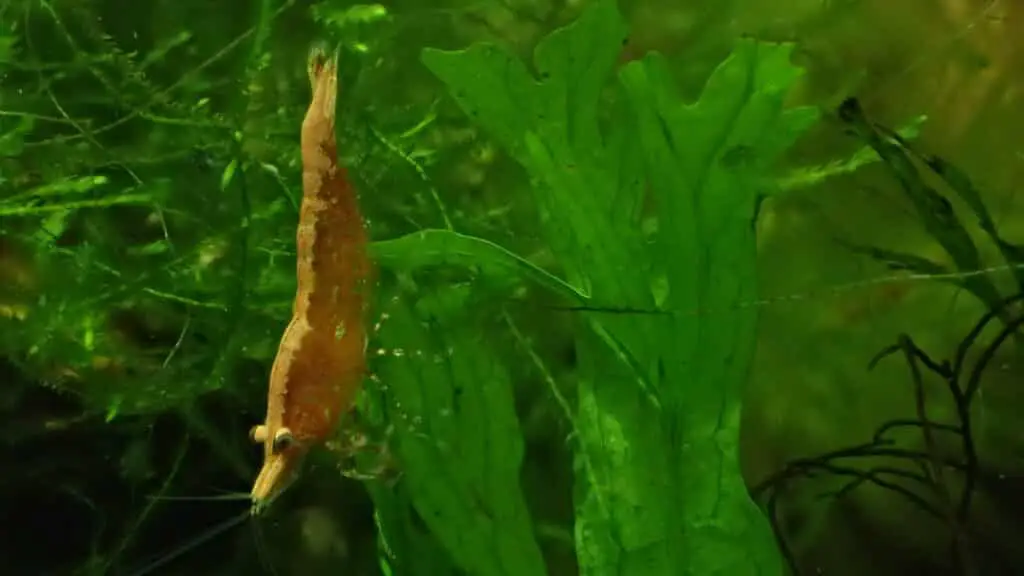 Cherry Shrimp on Java Fern