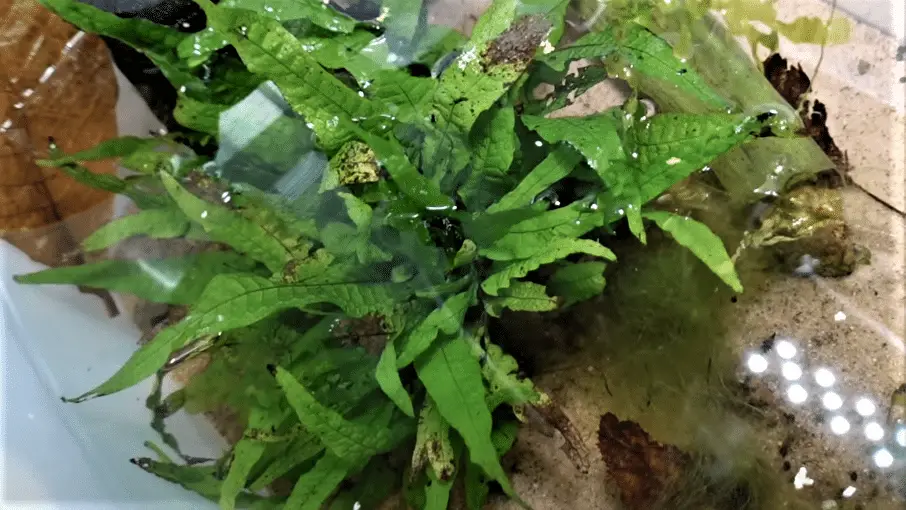 Large Java Fern