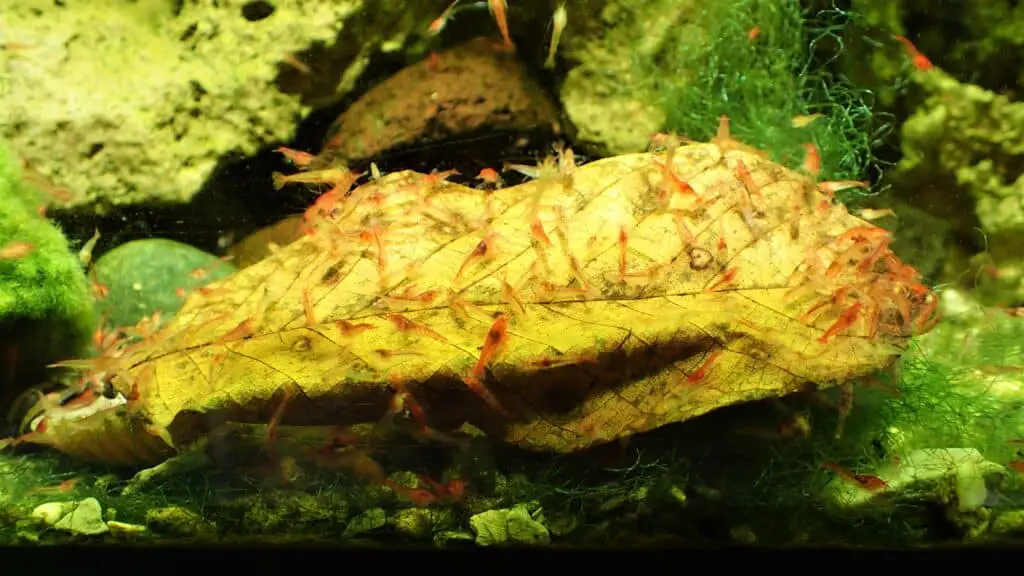 Shrimp feeding on a walnut leaf