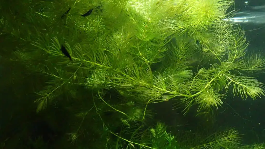 Hornwort