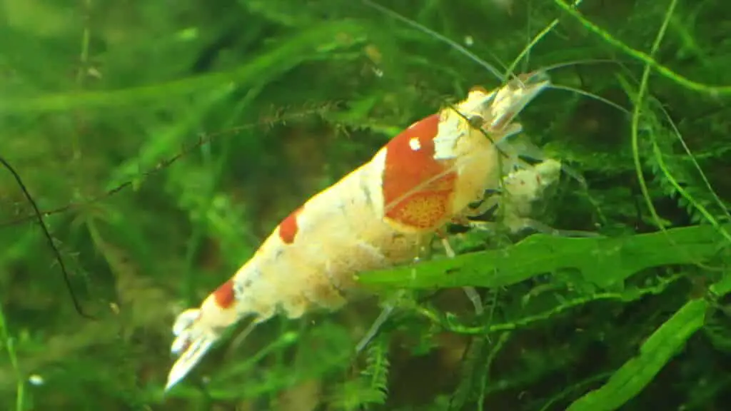 how long to acclimate shrimp