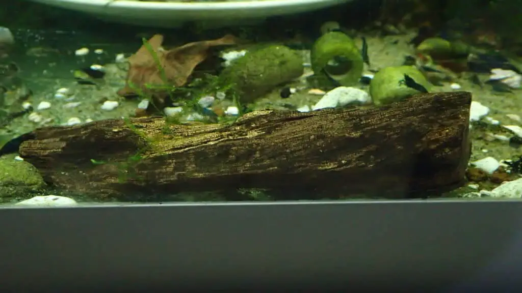 Shrimp Eat Decaying Wood 