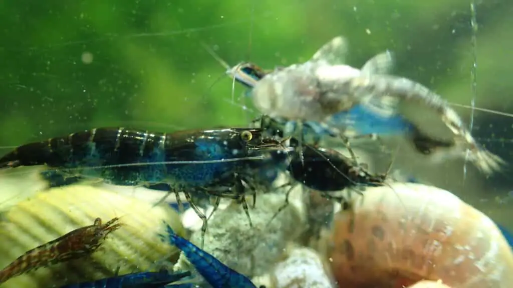 Shrimp with baby fish 