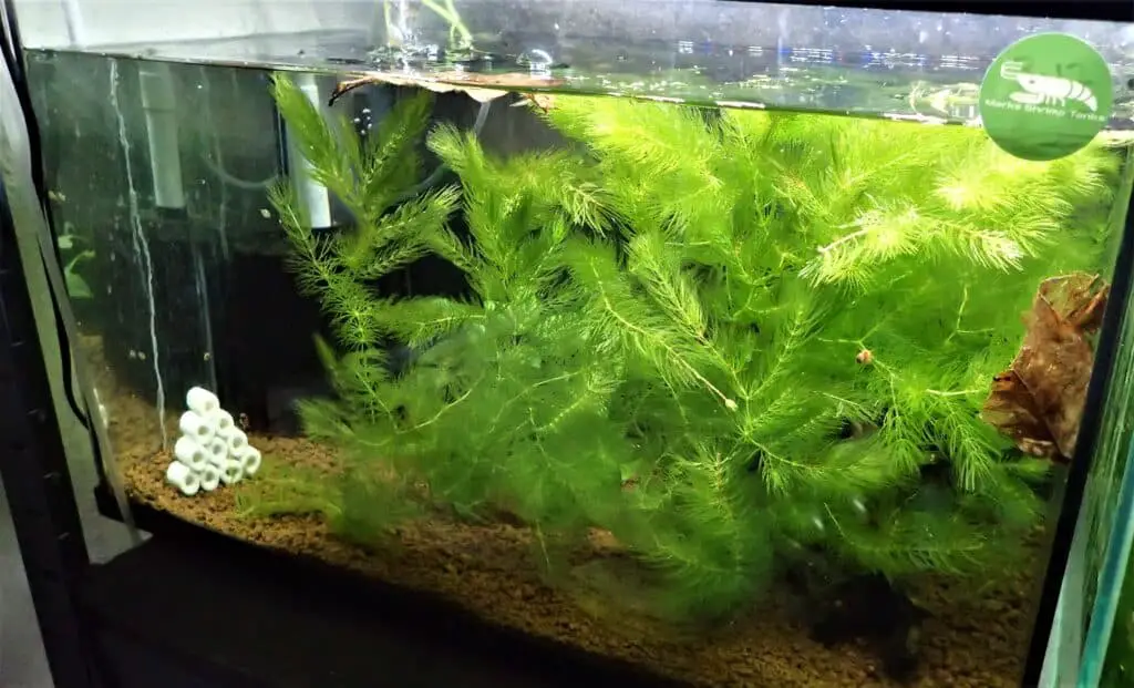 Hornwort in a cycling shrimp tank 