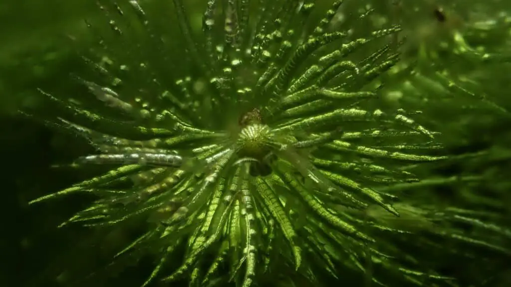 Close up of a Hornwort growth bud.