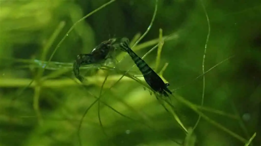 baby shrimp grazing