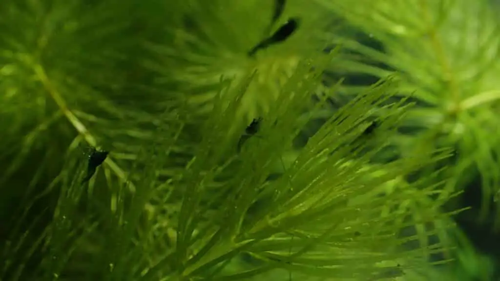 Baby shrimp love Hornwort