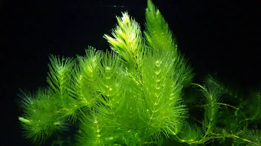 Hornwort looking fantastic 