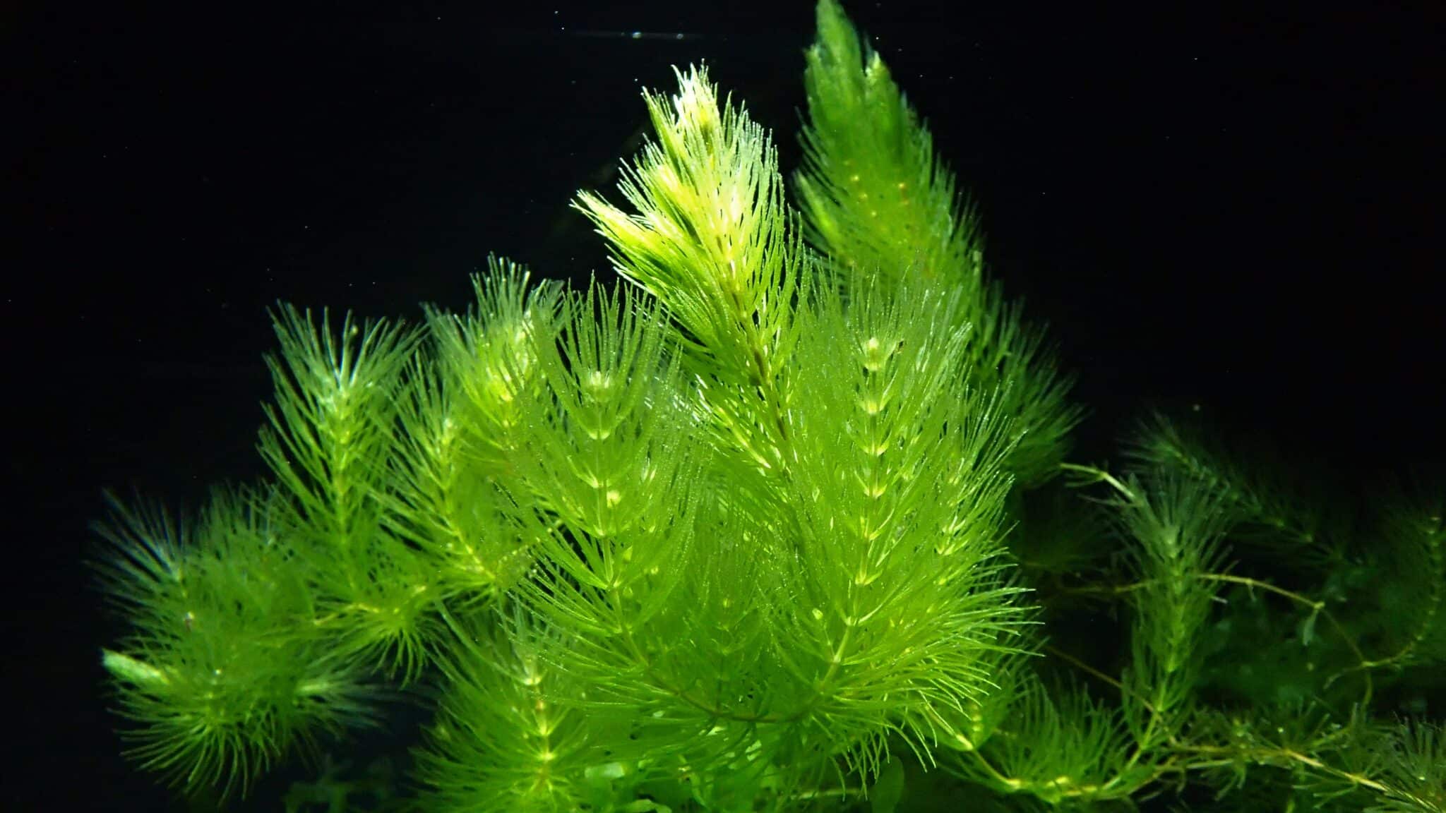 How To Grow Hornwort – Aquarium Shrimp Keeping