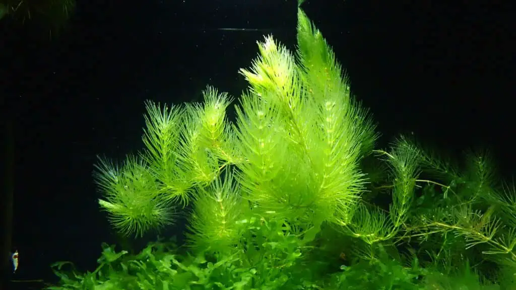 Beautiful Hornwort In my Bee Shrimp tank