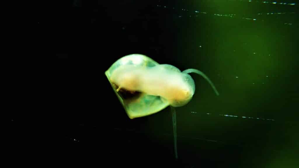 Baby Ramshorn Snail On Glass