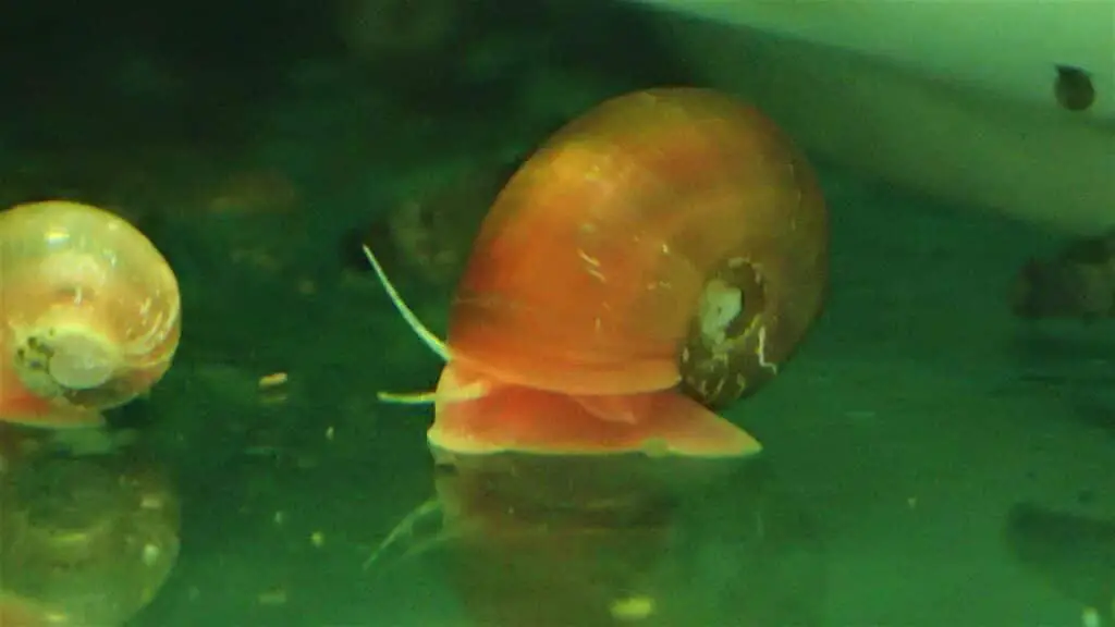 Ramshorn snail