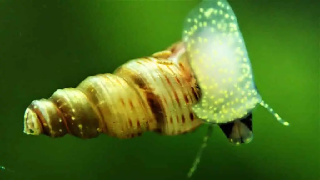 Maylasian trumpet snail