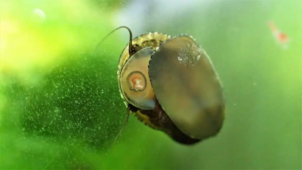 Nerite on glass in my opae ula tank