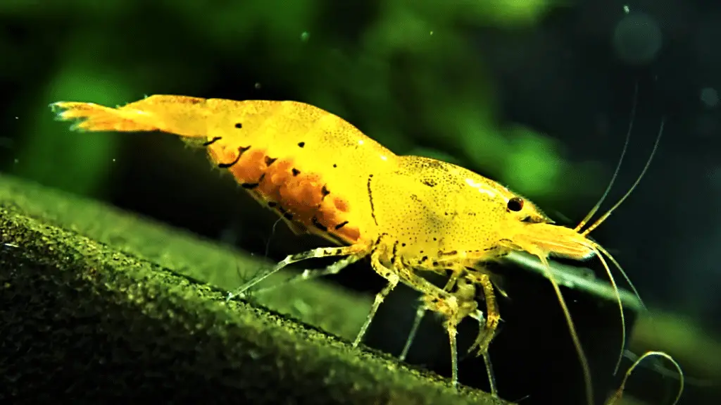 Tangerine Tiger Shrimp