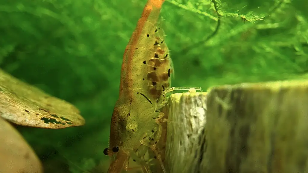 Tangerine Tiger Shrimp A Comprehensive Guide to Caridina mariae ...