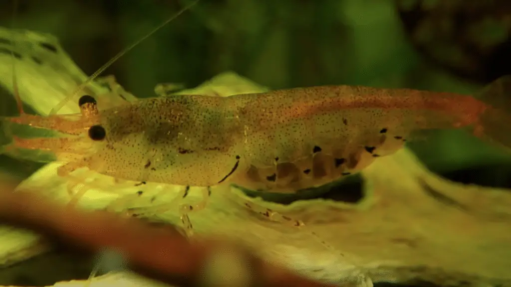 Another Berried Female Tangerine Tiger Shrimp 