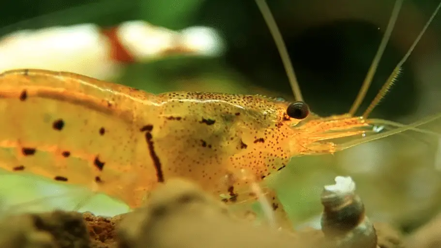 Male Tangerine Tiger Shrimp 