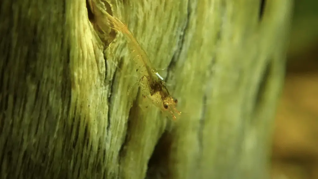 Baby Tangerine Tiger Shrimp 