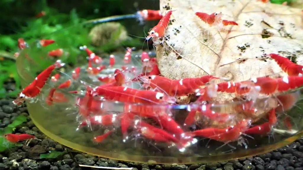 Super Crystal Red Shrimp eating shrimp dinner