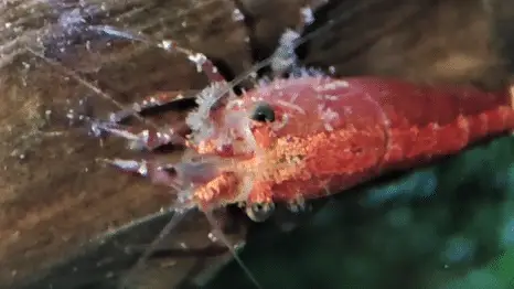 Cherry shrimp covered in Vortecella