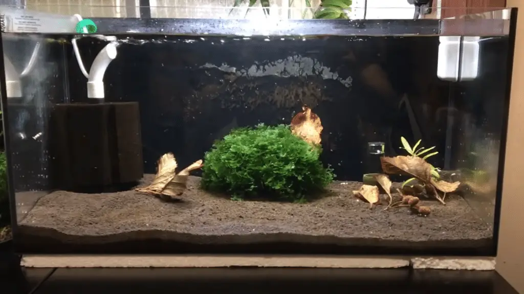 Tank is cycled and clear with shrimp added
