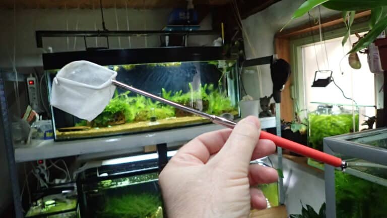 how to get rid of scuds in a shrimp tank