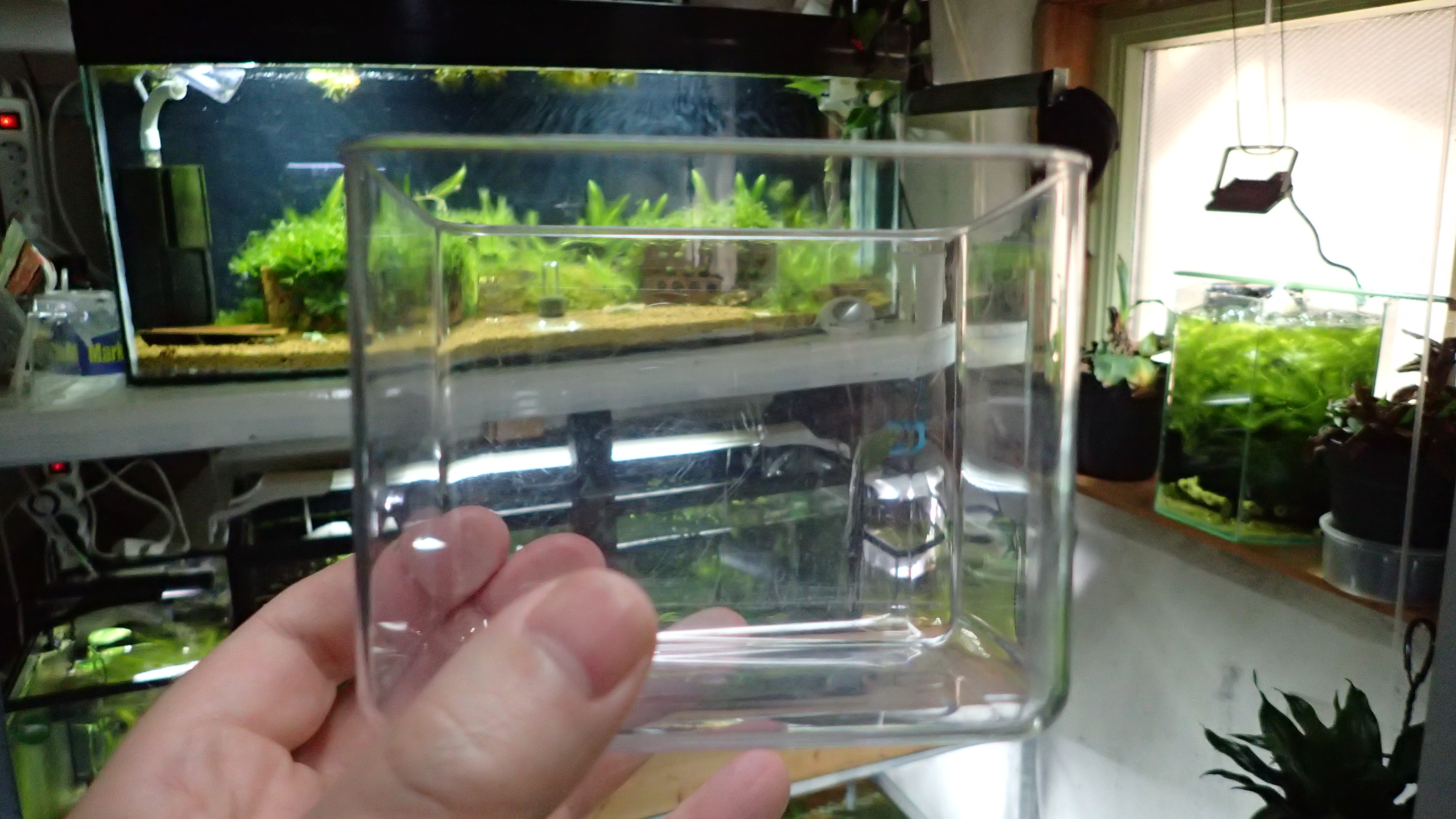 A clear container will help you cull shrimp