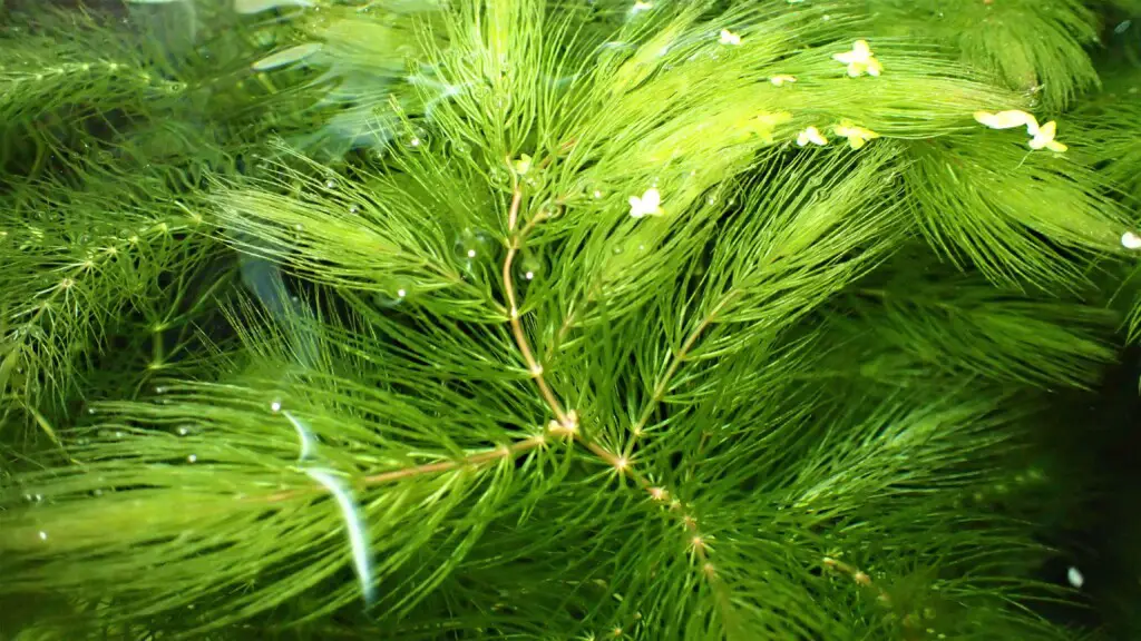 Hornwort works well in a cherry shrimp tank