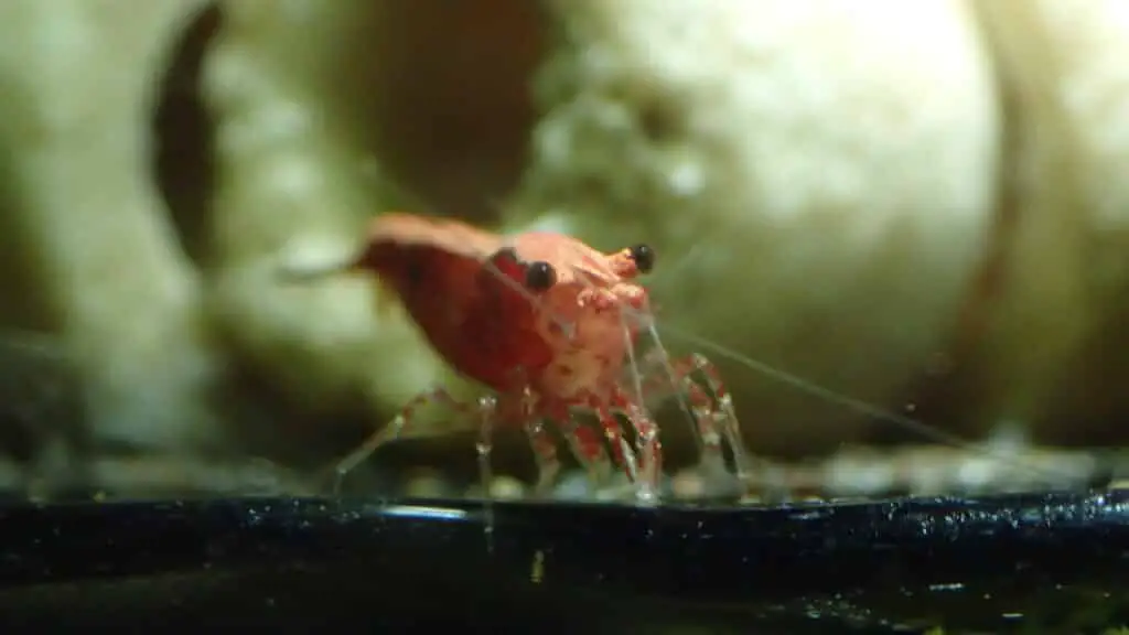 What do cherry shrimp eat?