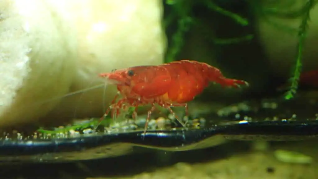 A berried female Cherry shrimp