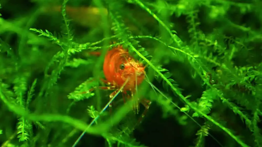 How long do cherry shrimp live?