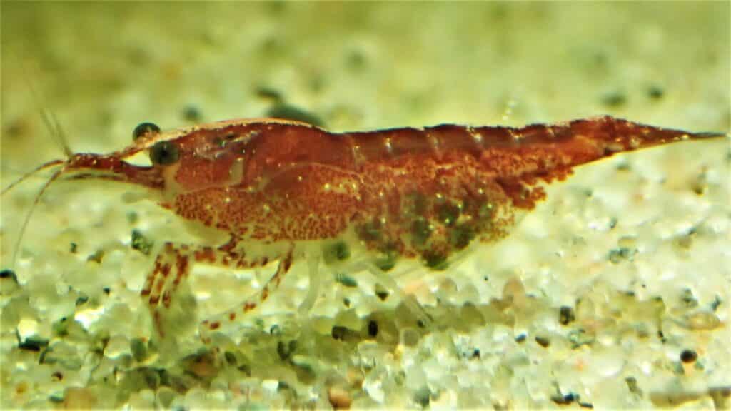 What are the best water parameters for cherry shrimp?