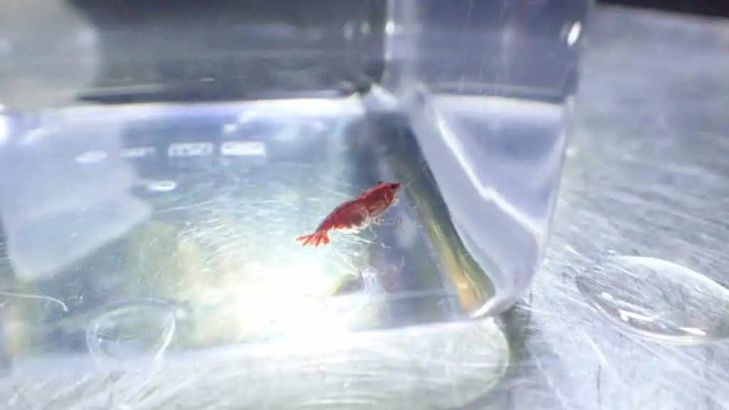 Salt bathing a cherry shrimp