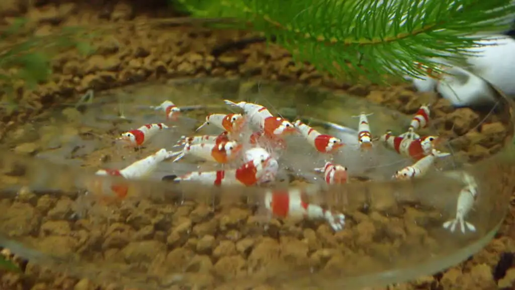 Shrimp eating calcium rich food