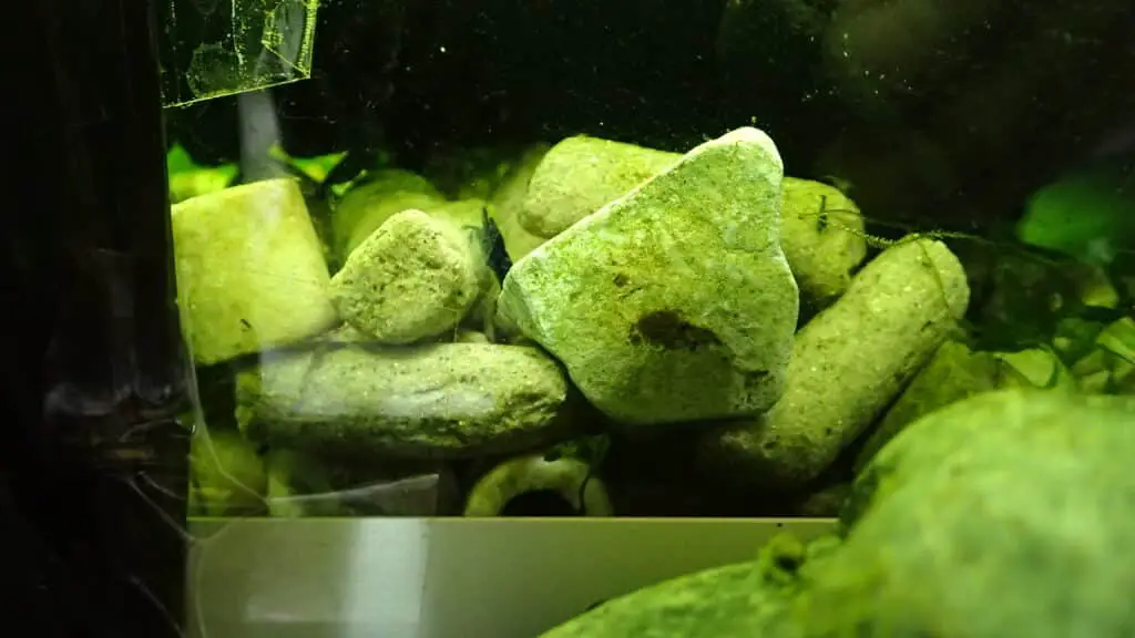 Rock Piles make great hiding places for shrimp 