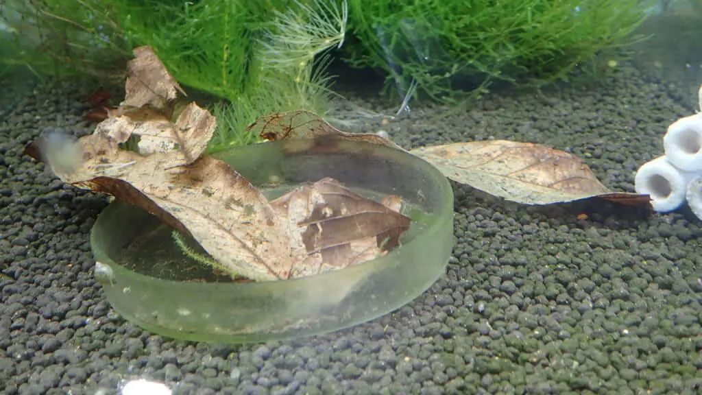 What are good hiding places for cherry shrimp? leaf litter