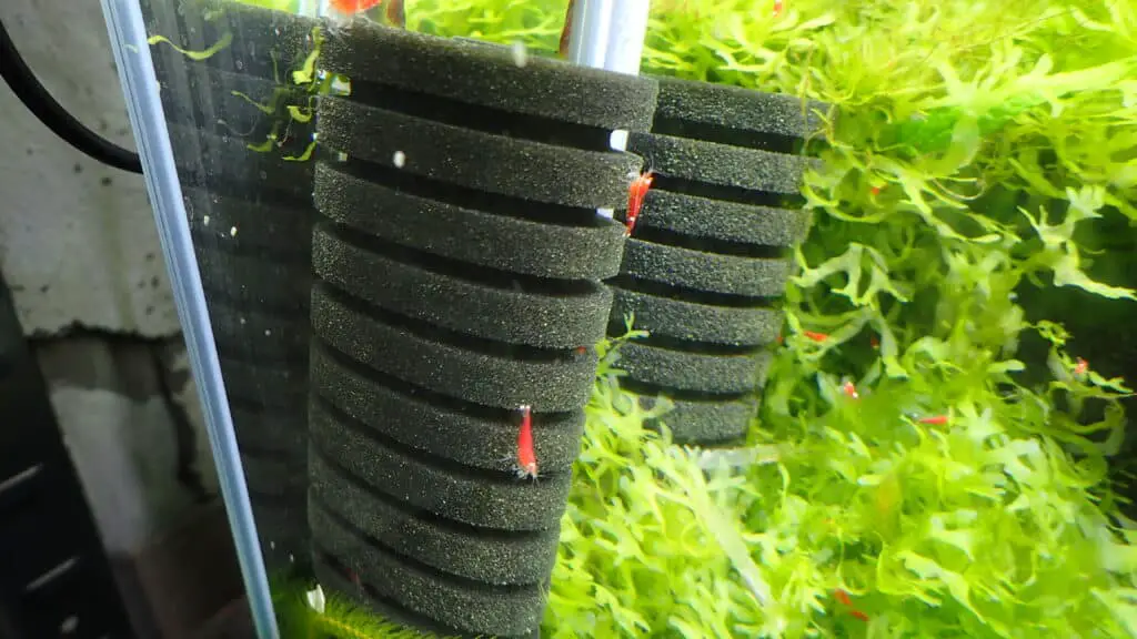 Sponge filters provide excellent cover 