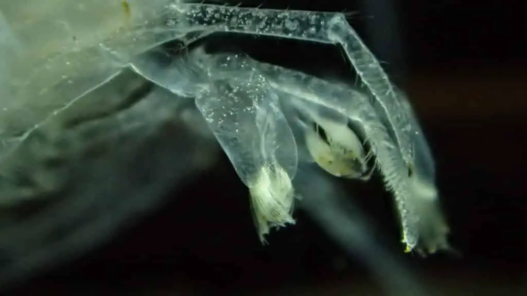 Close up of a shrimps claw after a molt notice the eyelash like hairs