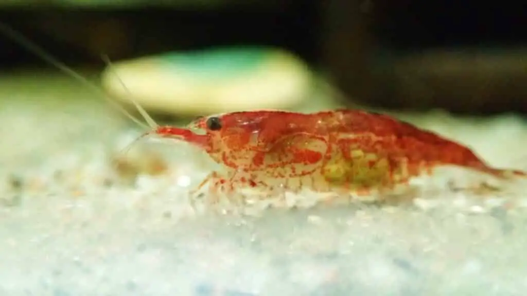 A nice berried female cherry shrimp