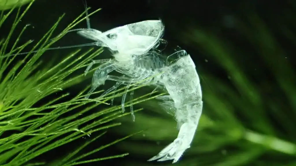 A good clean molt in a cherry shrimp tank is always a good sign