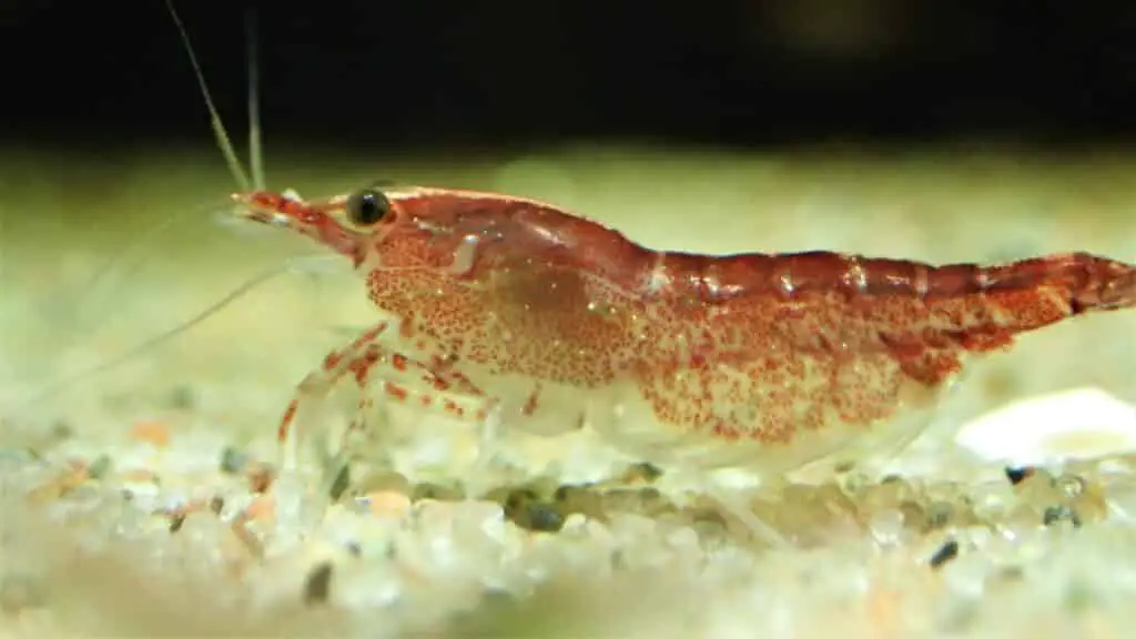 Try to buy young cherry shrimp 