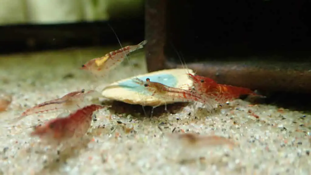 How Do I Choose Healthy Cherry Shrimp?