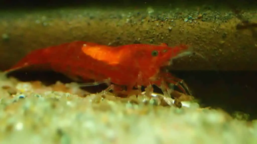 Can crystal red shrimp live with cherry shrimp?