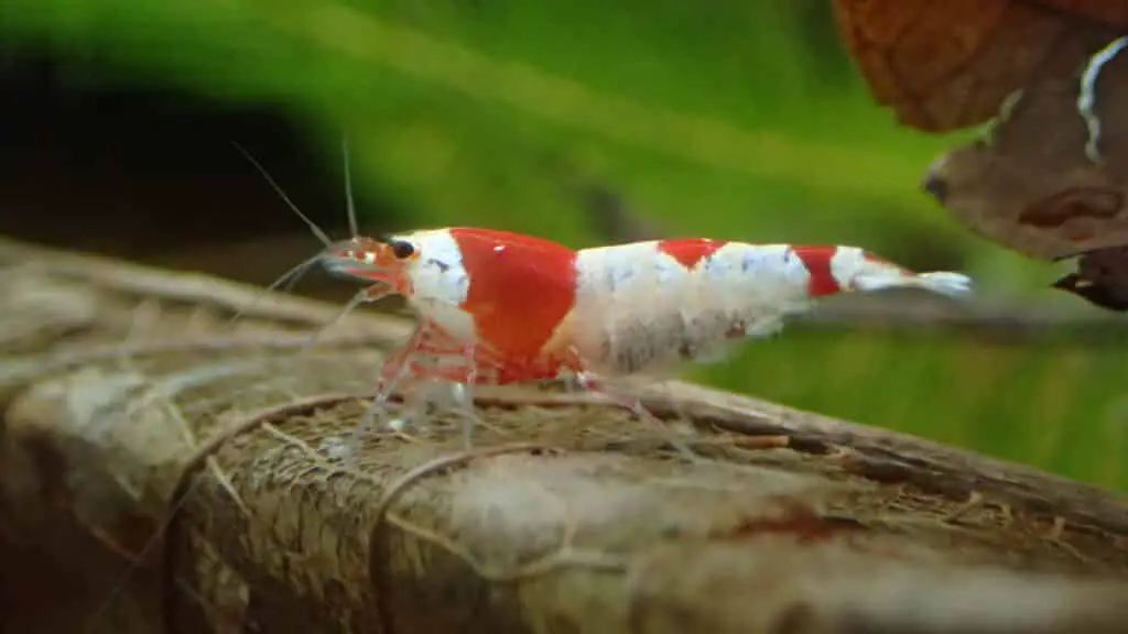 Another berried shrimp