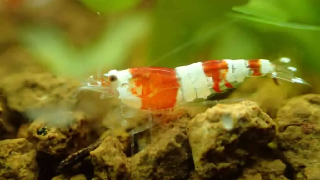 Baby shrimplets pick through gravel adults cant reach 