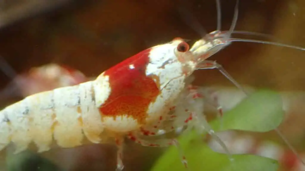 Can crystal red shrimp live in hard water?
